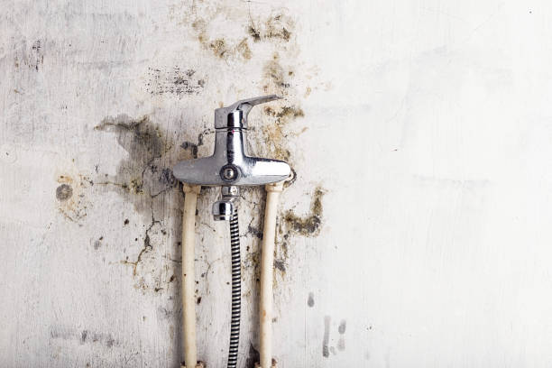 Best Mold Removal Near Me  in Moon Lake, FL