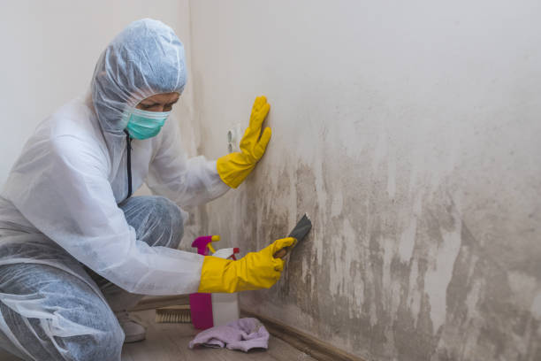 Best Attic Mold Removal  in Moon Lake, FL