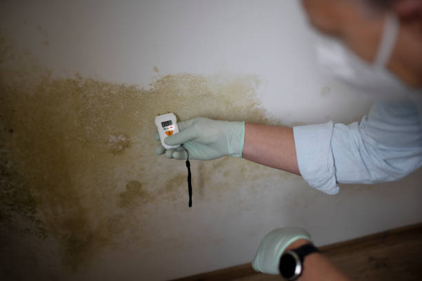 Best Mold Removal Company Near Me  in Moon Lake, FL