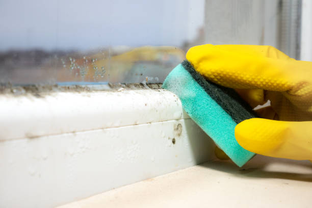 Best Crawl Space Mold Removal  in Moon Lake, FL