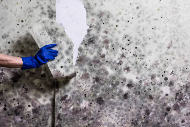 Best Residential Mold Removal  in Moon Lake, FL