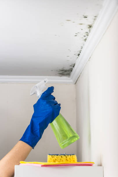 Home Mold Removal in Moon Lake, FL