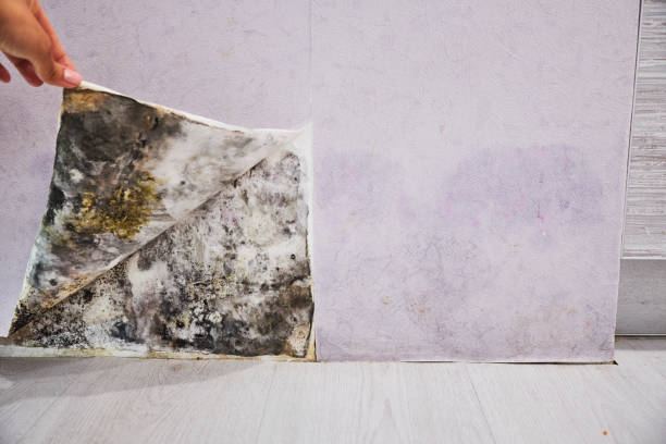 Best Home Mold Removal  in Moon Lake, FL
